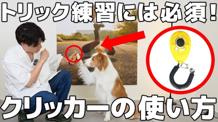 【犬 クリッカー】トリックトレーニングの神アイテム”クリッカー”の使い方を徹底解説します！