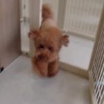犬の幼稚園 たろうくんとトレーニング