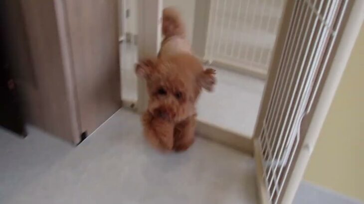 犬の幼稚園 たろうくんとトレーニング