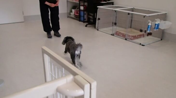 犬の幼稚園 アオくんとトレーニング