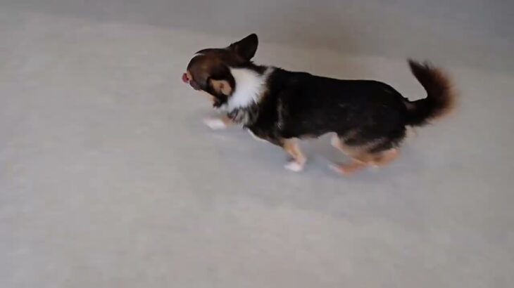 犬の幼稚園 のあくんとトレーニング