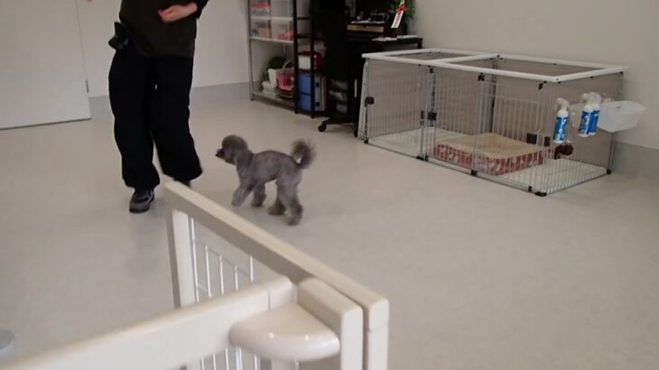 犬の幼稚園 輪くんとトレーニング