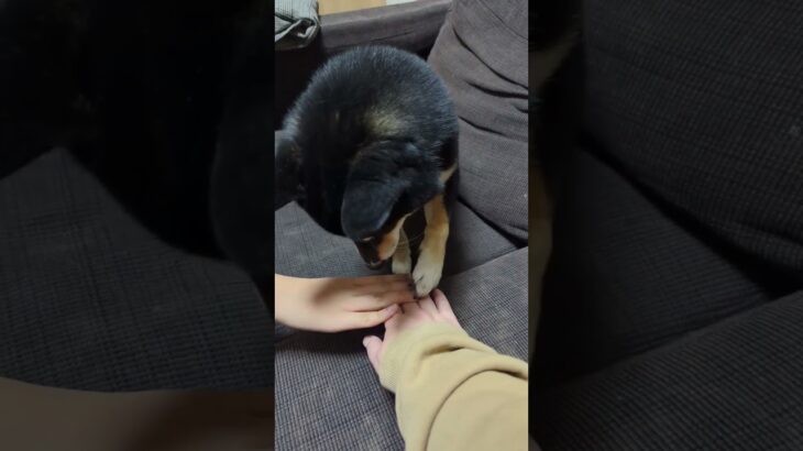 中々難しい#可愛い犬動画 #柴犬 #豆柴しつけ #癒し #元気になる動画