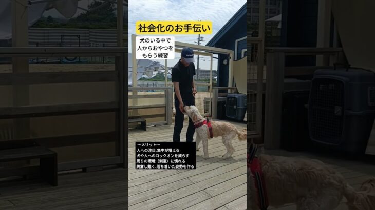 【犬の社会化】だまされるな！社会化はフレンドリーじゃない！！ #犬のいる生活 #大型犬のいる生活 #愛犬 #ゴールデンドゥードル #トイプードル #ドッグトレーナー #ドッグトレーニング