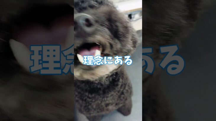 子犬のしつけ方教室で大切にする価値観😊🏫#こいぬ #トイプードル #しつけ方 #可愛い #癒し