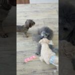 のんびりと♪#こいぬ#しつけ方#ダックスフンド#トイプードル#ミックス犬