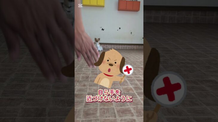 ハンドタッチの教え方 #犬しつけ #ゴールデンレトリバー #大型犬のいる生活 #ドッグトレーナー #トイプードル #狗訓練 #ドッグトレーニング #愛犬 #犬の学校 #ハンドタッチ