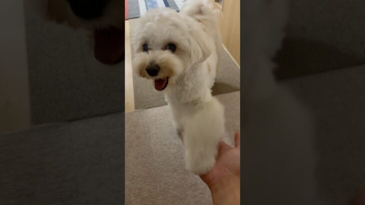 おて　#わんこ　#マルプー　#犬　#可愛い　#かわいい　#癒し　#お手　#しつけ