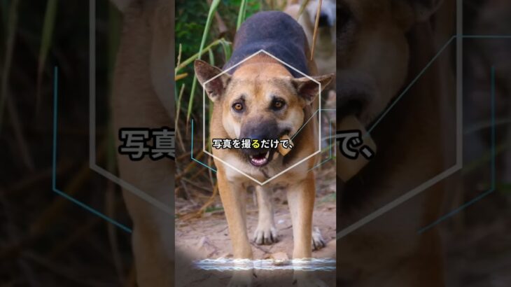 犬の反省顔は演技？写真で健康チェックしよう