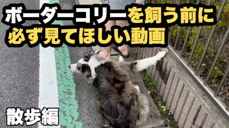 【ボーダーコリー】賢くて飼いやすい犬種ではありません。〜飼育放棄される子がいなくなりますように〜