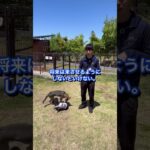 犬のしつけに困っている人はチャンネルアイコンをタップしてチャンネル登録しておいて！#ドッグトレーナー#犬のしつけ