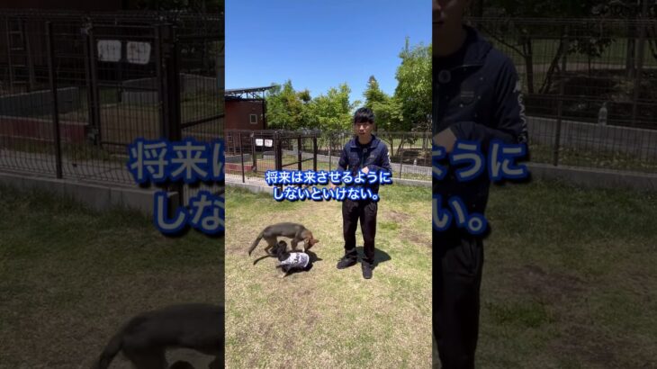 犬のしつけに困っている人はチャンネルアイコンをタップしてチャンネル登録しておいて！#ドッグトレーナー#犬のしつけ