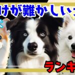 【ランキング】しつけがむずかしい中型犬　吠えのしつけ　命令無視
