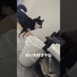 娘の後ついていく#可愛い犬動画 #柴犬 #豆柴 #豆柴しつけ #犬のいる生活