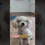 犬に指示すると吠えられるのなぜ⁉️#犬しつけ #大型犬のいる生活 #ドッグトレーニング #ドッグトレーナー #ドッグトレーニング #トイプードル #愛犬 #犬のいる生活 #犬の学校