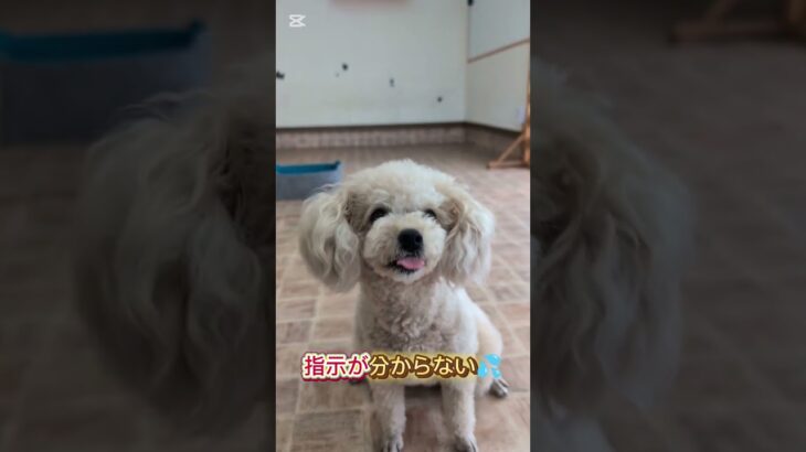 犬に指示すると吠えられるのなぜ⁉️#犬しつけ #大型犬のいる生活 #ドッグトレーニング #ドッグトレーナー #ドッグトレーニング #トイプードル #愛犬 #犬のいる生活 #犬の学校
