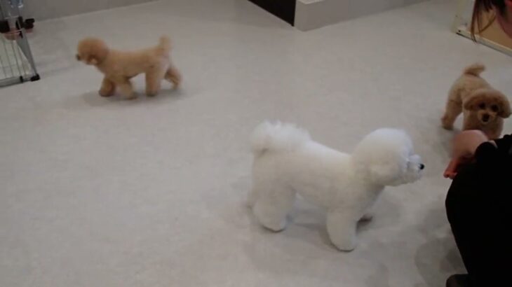犬の幼稚園 みんなとトレーニング