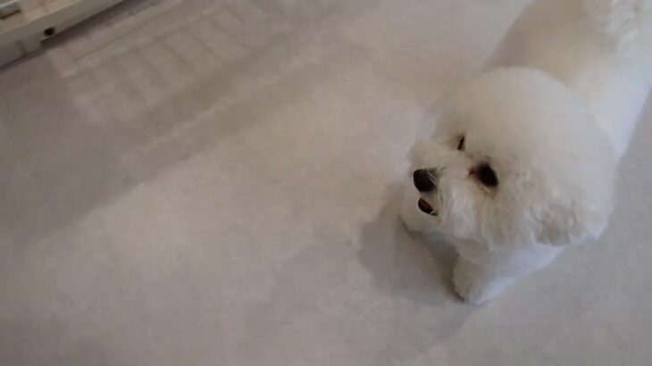 犬の幼稚園 ローヌくんとトレーニング