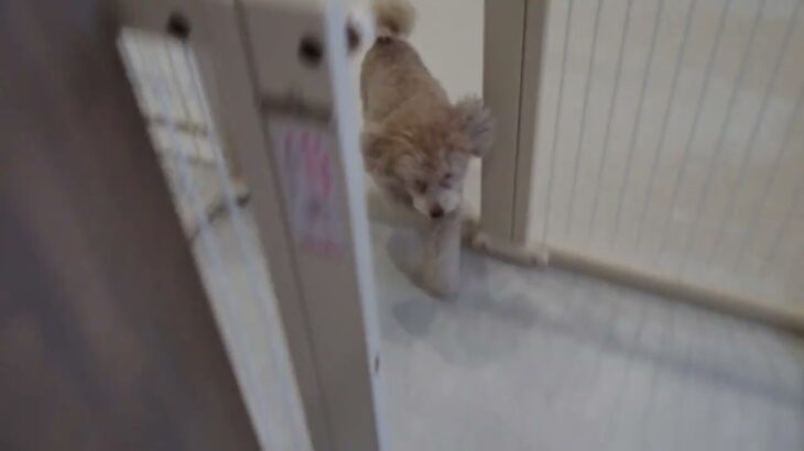 犬の幼稚園 ハニちゃんとトレーニング