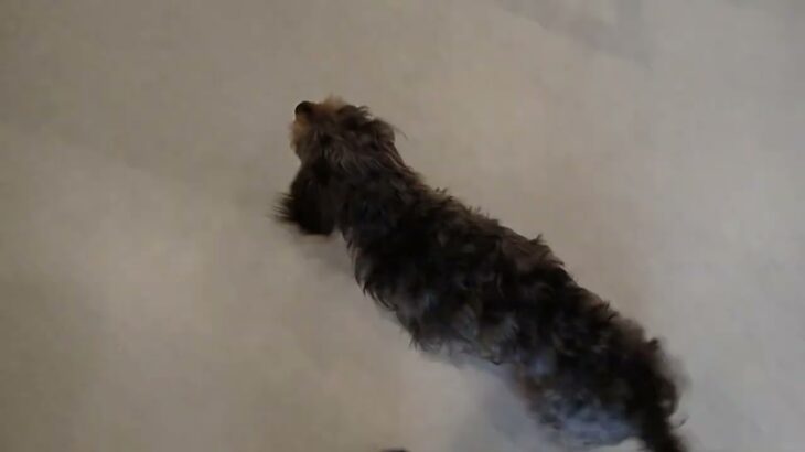 犬の幼稚園 ぎんくんとトレーニング