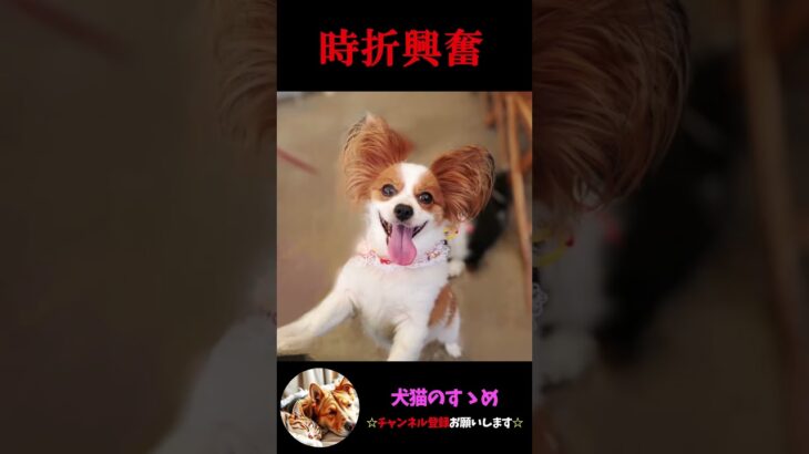 【しっぽで分かる犬の気持ち】飼い犬必見！犬の気持ちを理解しよう #犬 ＃犬の気持ち #プチ知識  #ゆっくり解説  ＃しつけ #心理学 #犬のいる生活  #愛犬