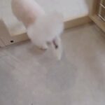 犬の幼稚園 バニラちゃんとトレーニング