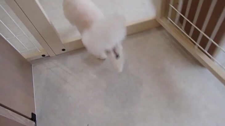犬の幼稚園 バニラちゃんとトレーニング