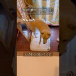 一歩踏み出した犬#リトライ#トイレのしつけ#保護犬と暮らす