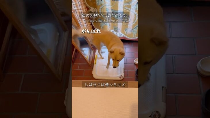 一歩踏み出した犬#リトライ#トイレのしつけ#保護犬と暮らす