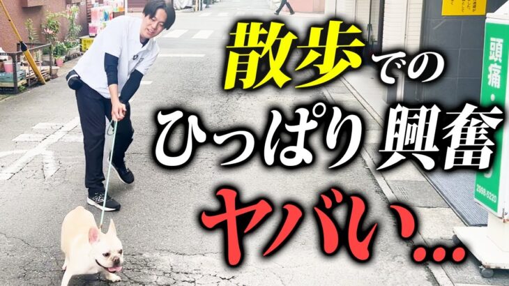 【犬しつけ】散歩の激ひっぱり、興奮、ひろい食いをプロドッグトレーナーがガチ改善