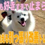 【犬しつけ】「お散歩で引っ張るワンちゃん」にはこう対処！【日本スピッツ】