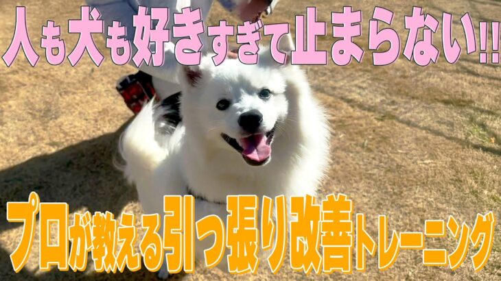 【犬しつけ】「お散歩で引っ張るワンちゃん」にはこう対処！【日本スピッツ】