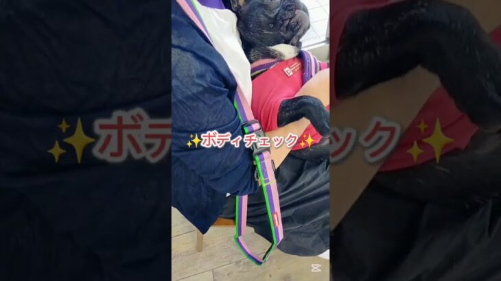 ボディチェック中…#こいぬ#しつけ方#ミックス犬#フレンチブルドッグ#シェルティ