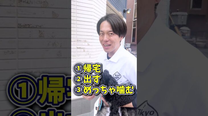 【犬しつけ】興奮噛みはこうしつけて！