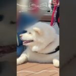 【人生初】秋田犬保存会本部展にきたら…