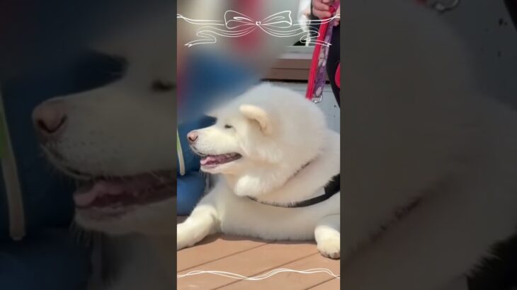 【人生初】秋田犬保存会本部展にきたら…