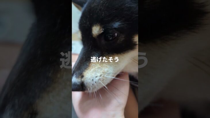 可愛すぎ#可愛い犬動画 #可愛い #柴犬 #豆柴しつけ #元気になる動画