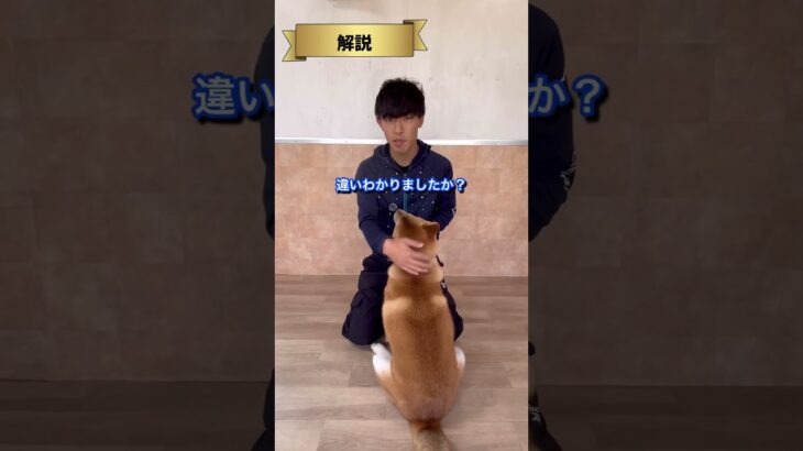 犬のしつけに困っている人はチャンネルアイコンをタップしてチャンネル登録しておいて！#ドッグトレーナー#犬のしつけ
