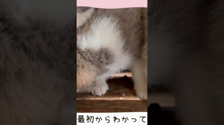 【秋田犬】絶賛すくすく成長中‼️