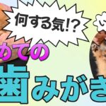 【犬の歯磨き】苦手な歯みがきも楽しくできるコツ教えます！