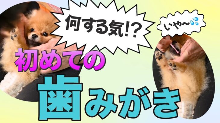 【犬の歯磨き】苦手な歯みがきも楽しくできるコツ教えます！