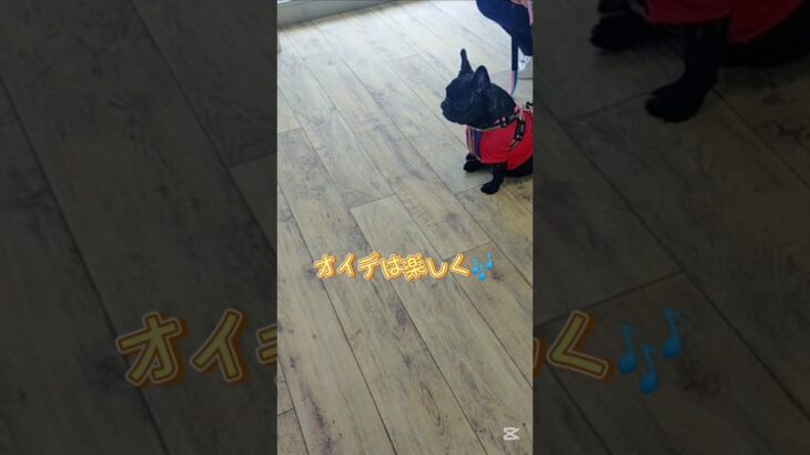おいでの練習✨️#こいぬ#しつけ方#おいで#シェルティ#フレンチブルドッグ#ミックス犬