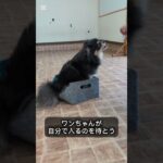 ボックスの教え方 #ドッグトレーニング #ドッグトレーナー #犬しつけ #愛犬 #可愛い #トリック#ボックス