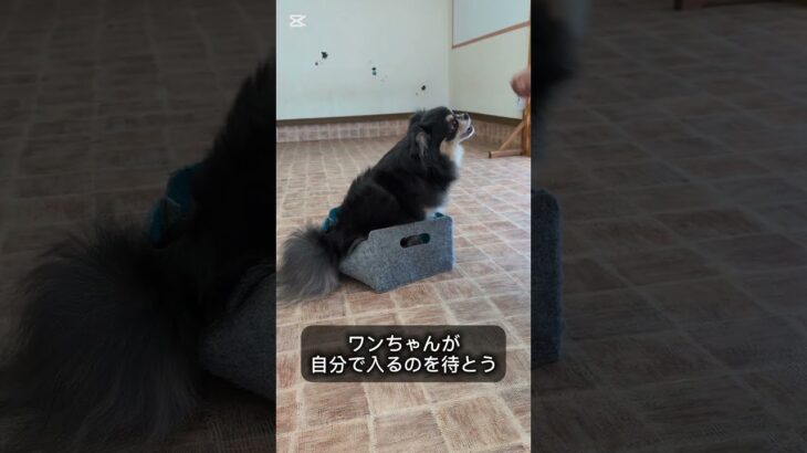 ボックスの教え方 #ドッグトレーニング #ドッグトレーナー #犬しつけ #愛犬 #可愛い #トリック#ボックス