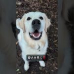 ドッグランの中で気をつけること #ドッグトレーニング #ゴールデンレトリバー #大型犬のいる生活 #犬しつけ #愛犬 #可愛い #訓練#ドッグトレーナー