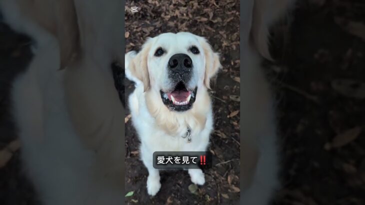 ドッグランの中で気をつけること #ドッグトレーニング #ゴールデンレトリバー #大型犬のいる生活 #犬しつけ #愛犬 #可愛い #訓練#ドッグトレーナー
