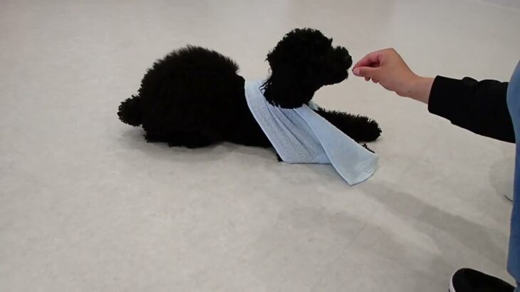 犬の幼稚園 かいくんとトレーニング