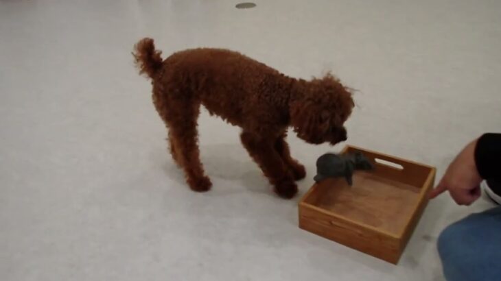 犬の幼稚園 るるちゃんとトレーニング