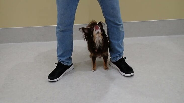 犬の幼稚園 コアくんとトレーニング