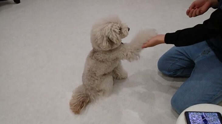 犬の幼稚園 ヴィーノくんとトレーニング